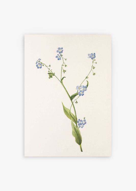 Bur Forget Me Not Wildflower Poster