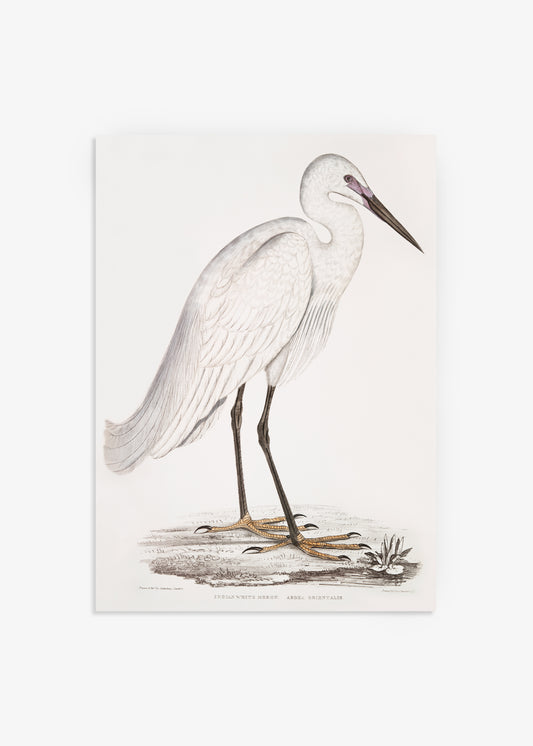 Indian White Heron Illustration Print