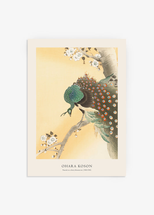 Peacock on a Cherry Blossom Tree Print